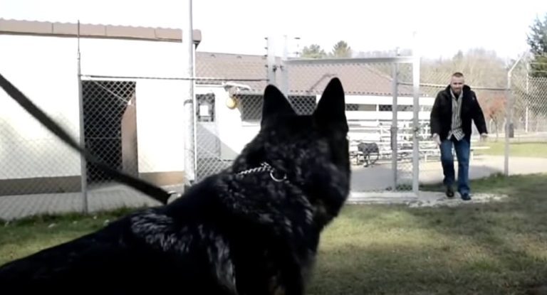 retired Air Force Sgt. flies to Germany to adopt service dog