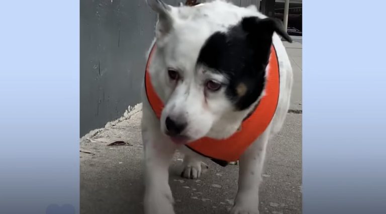 Squishy the dog loses weight.