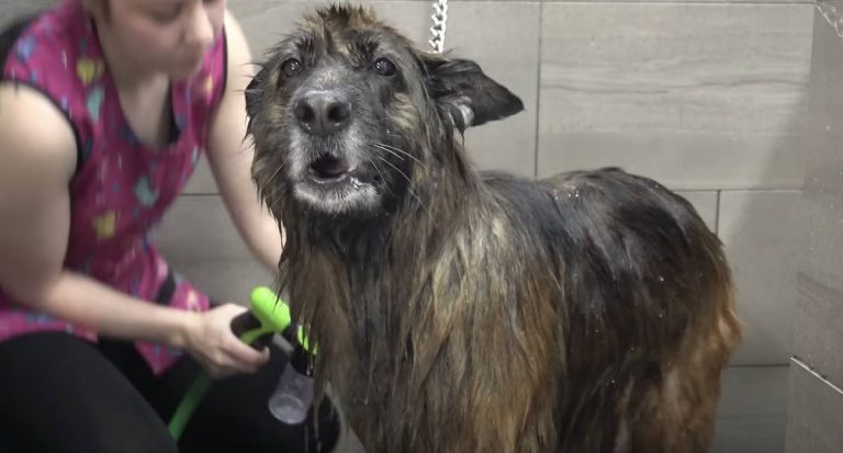long haired german shepherd gets groomed