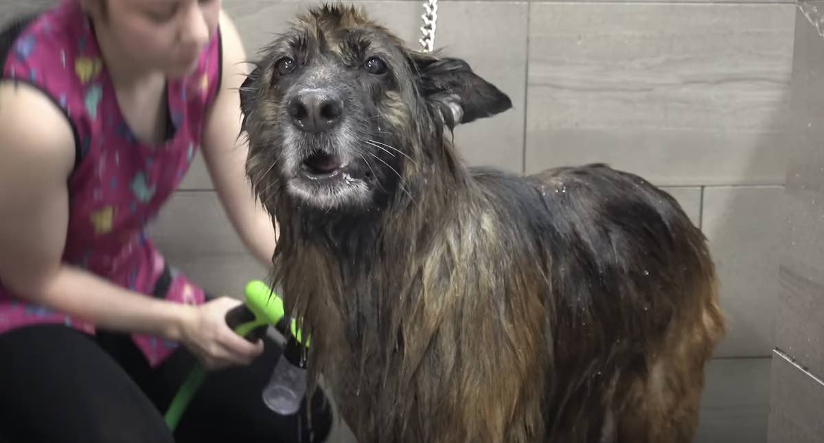 Talkative Long-Haired German Shepherd About to Get Her First Groom
