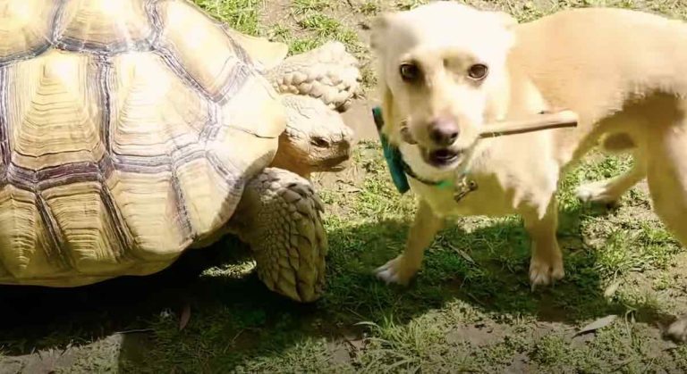 dog loves his tortoise friend