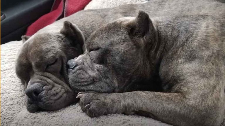 Pit Bulls Who Bonded at Rescue in Asia Meet Their New Dad And Fall In Love