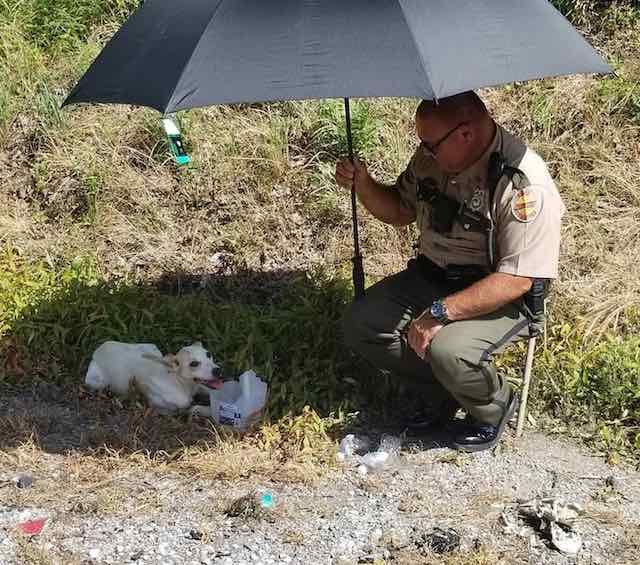 Princess the dog rescued by Tennessee Highway Patrol trooper Tudors