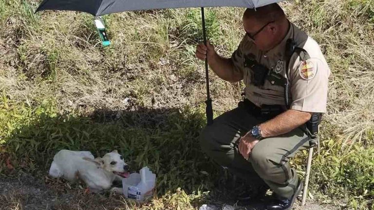 Dog Adopted by State Trooper Who Saved Her from Extreme Heat