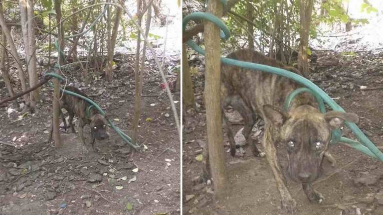 puppy tied up with hose and left to die rescued