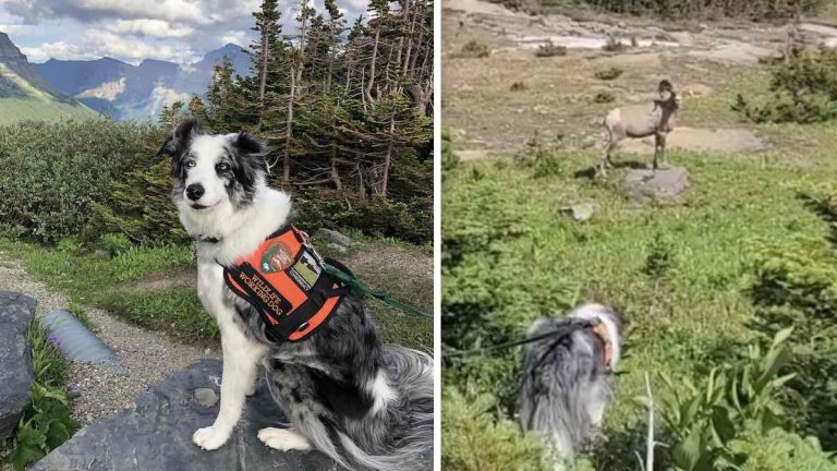 Gracie, a border collie who helps keep wildlife at Glacier National Park