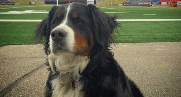 dying dog gets one last snow day