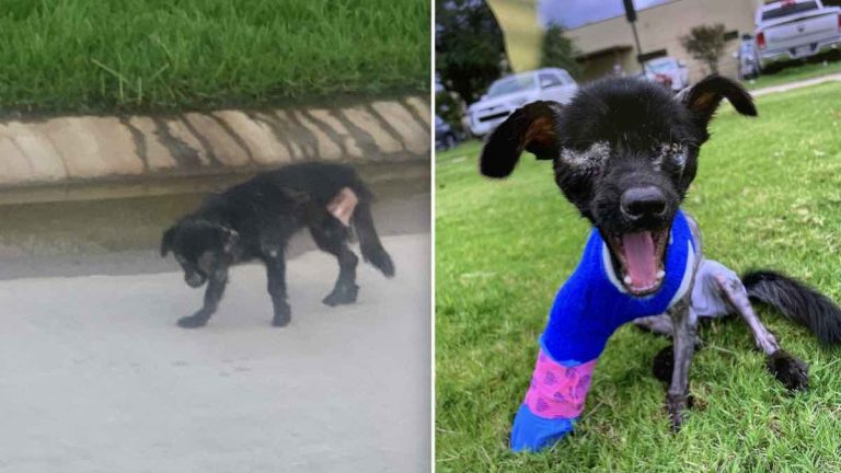 mauled dog fights to stay alive