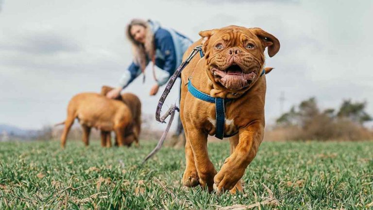 bordeaux puppy running