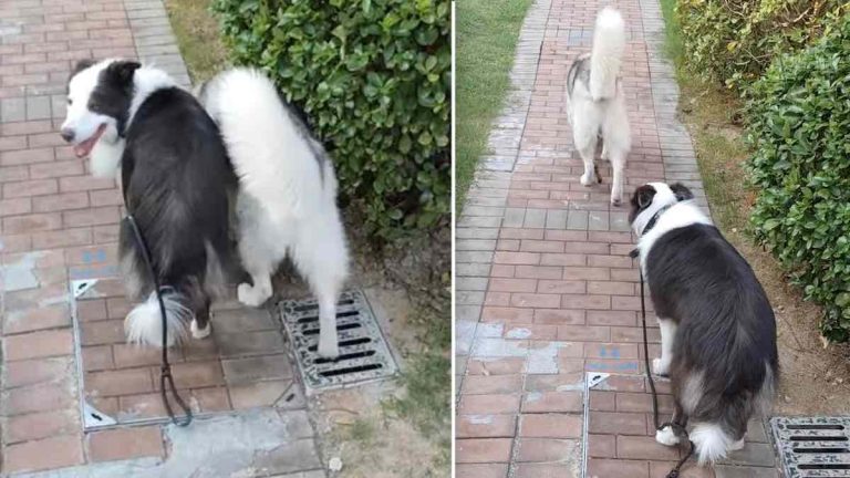 border collie fetches husky