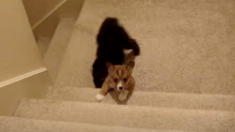 Corgi puppy climbs stairs
