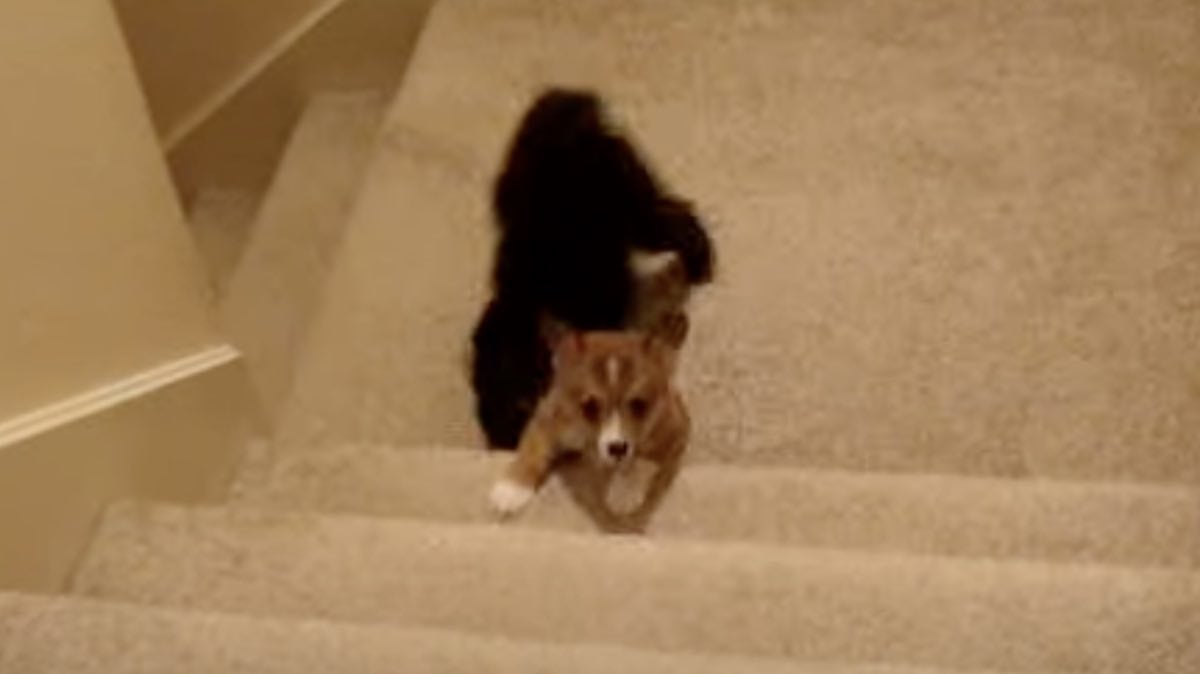 Corgi Puppy Gets Unexpected Help Climbing Up The Stairs