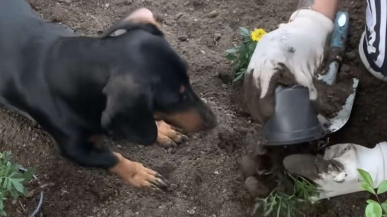 dachshund digs holes for mom