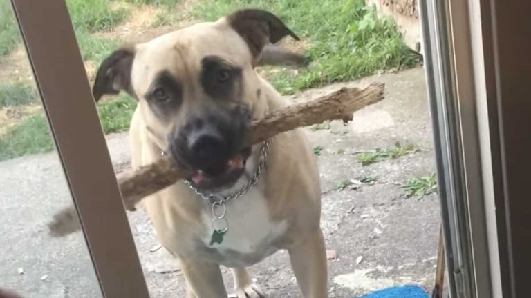 dog insists on bringing stick inside
