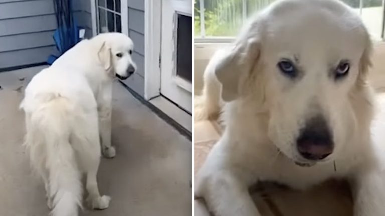 dog brings home turtle