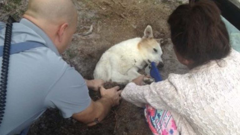 dog freed from sinkhole