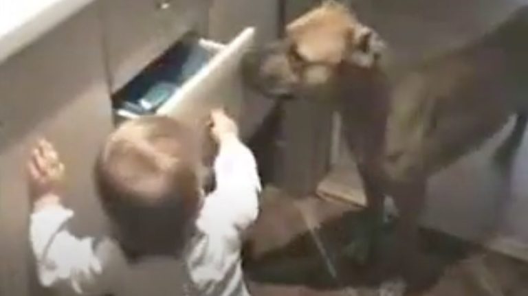 dog protects baby