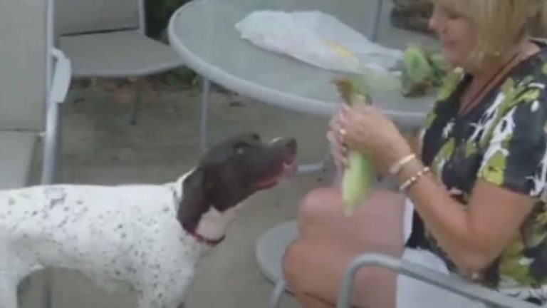 German Shorthaired Pointer Helps Mom Prepare Corn for Dinner