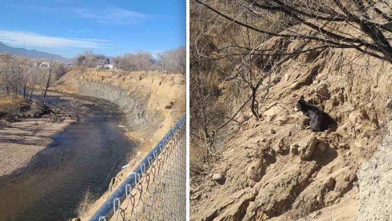 Lost dog spotted on cliff.