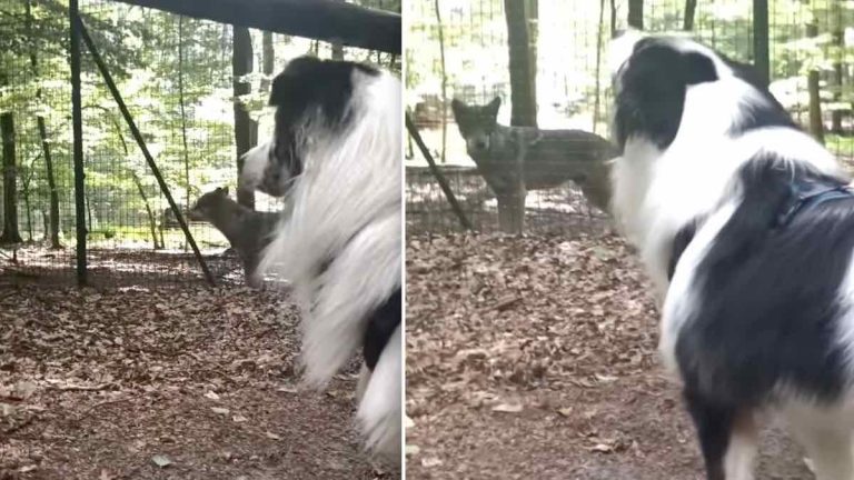 dog hilariously howls with wolves