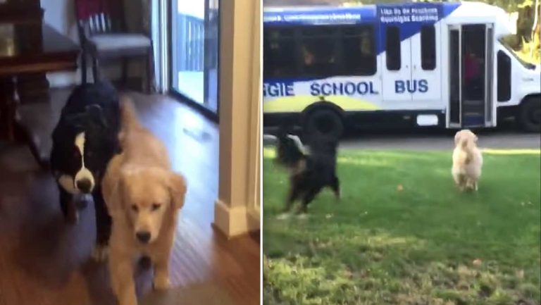dogs excited to see doggie school bus