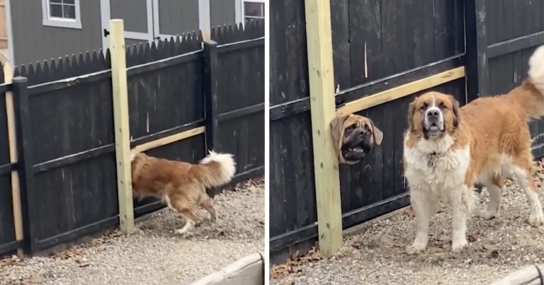 Dog Makes His Own Doggie Door In Fence So He Can See His Friend