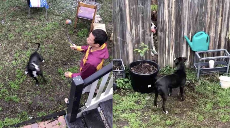 Neighbor Dogs Play Fetch Together Through Fence