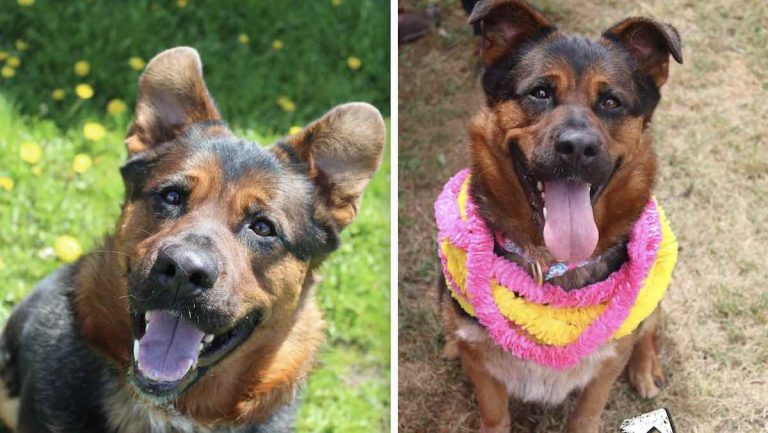 dog thrown a pitty party to help her find a home.