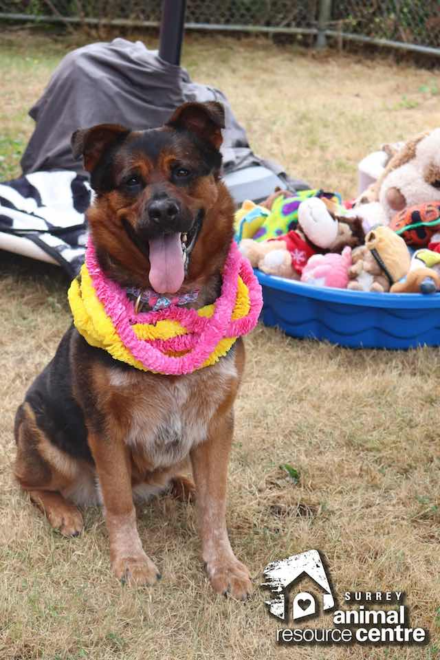 emma adoptable dog gets pitty party