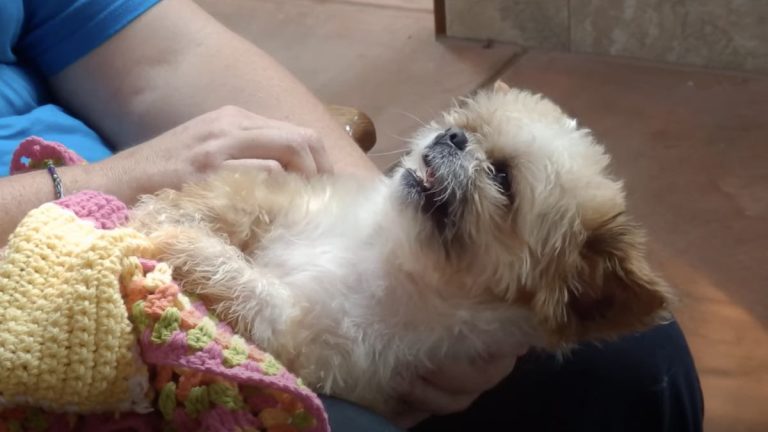 gremmy national puppy mill dog rescue