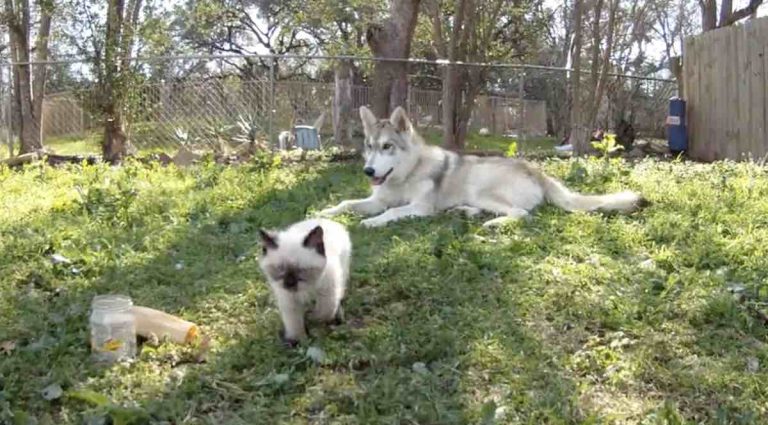 husky looks after kitten