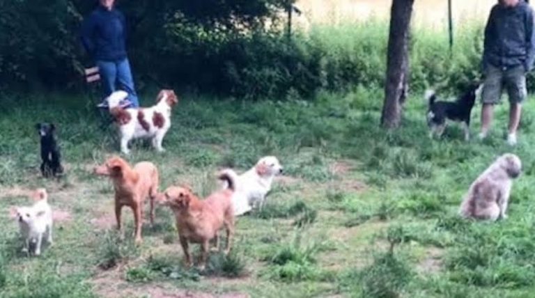introverted dogs meet at park