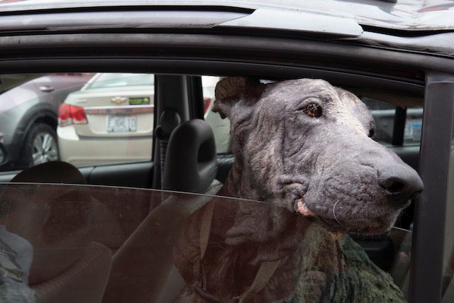 dog with mange rescued by Stray Rescue of St. Louis