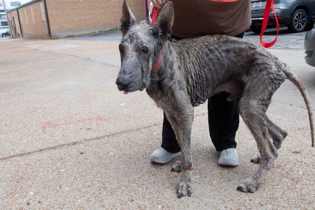 dog with mange rescued by Stray Rescue of St. Louis