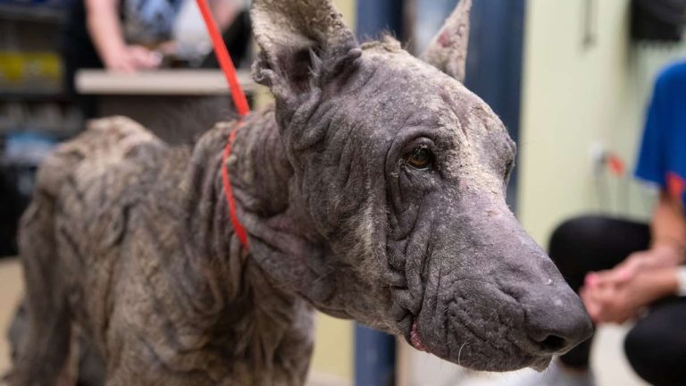 dog with mange rescued by Stray Rescue of St. Louis