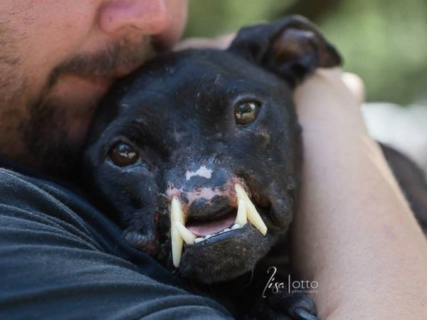 Abused Pit Bull Found with Horrific Injury Makes Amazing Recovery