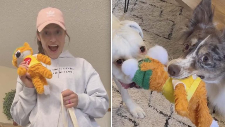 layla the boxer gets a new toy