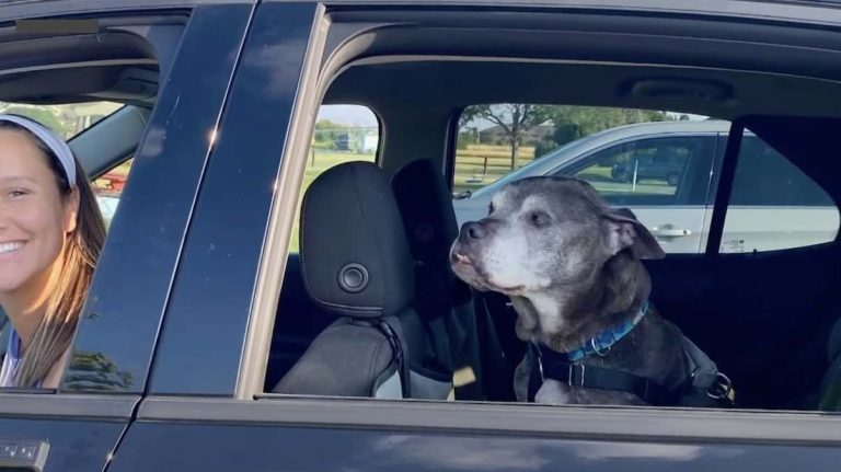 homeless pit bull gets bucket list