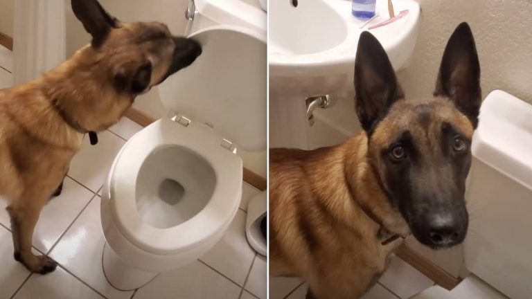 monkey the belgian malinois uses the toilet