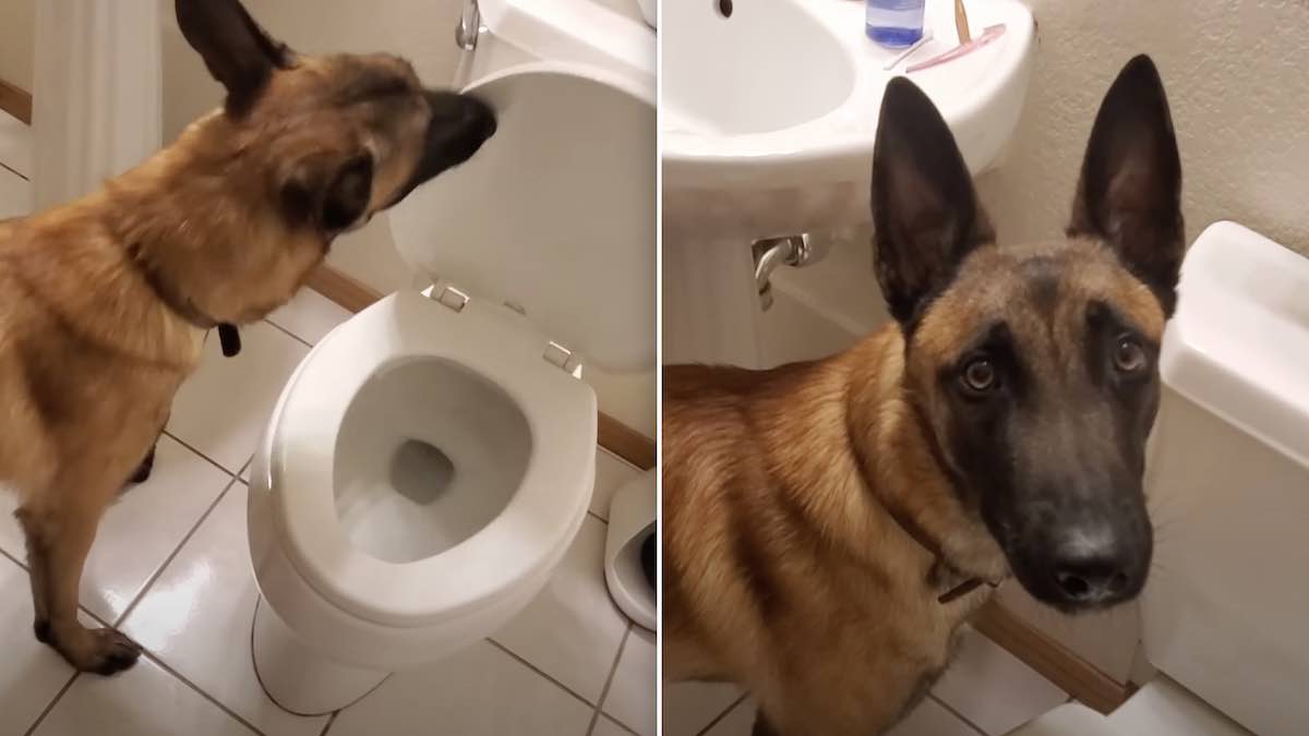 Belgian Malinois Who Uses Toilet Has Better Manners Than Many People