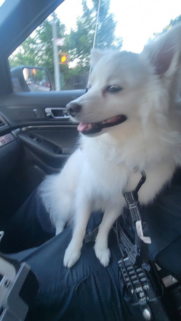 dog rescued from hot car 