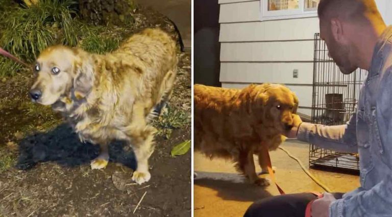 dog used by backyard breeder rescued