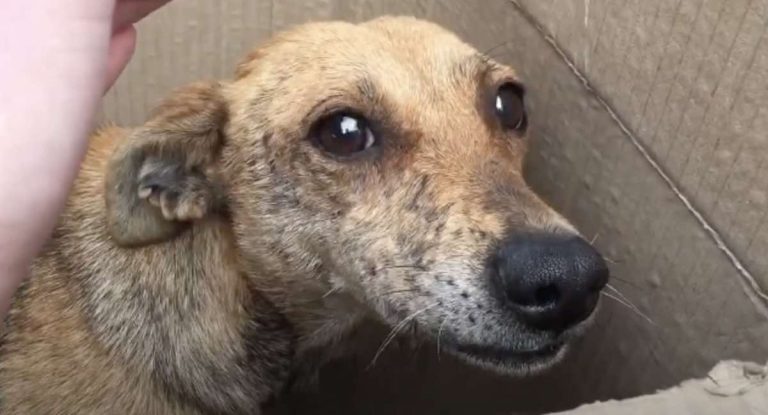 Sick mother dog saved from cardboard box