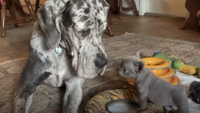 Shelby the great dane fosters puppies