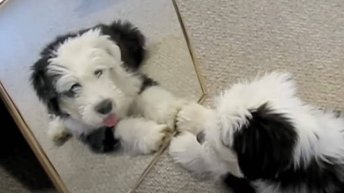 Puzzled Old English Sheepdog Tries to Find Puppy Behind the Mirror