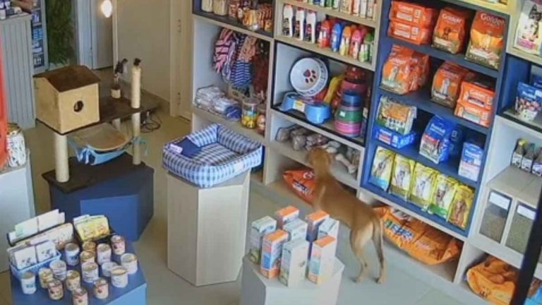 Stray Dog Steals Bone From Veterinary Clinic