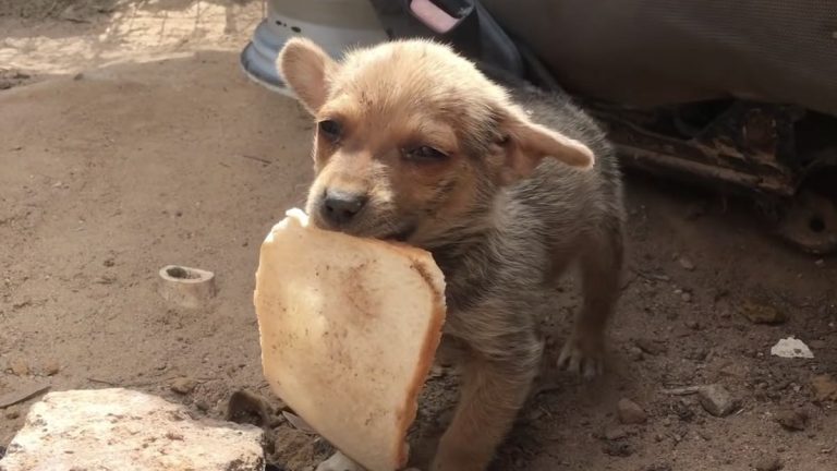 street puppy carries a piece of bread to rescuers