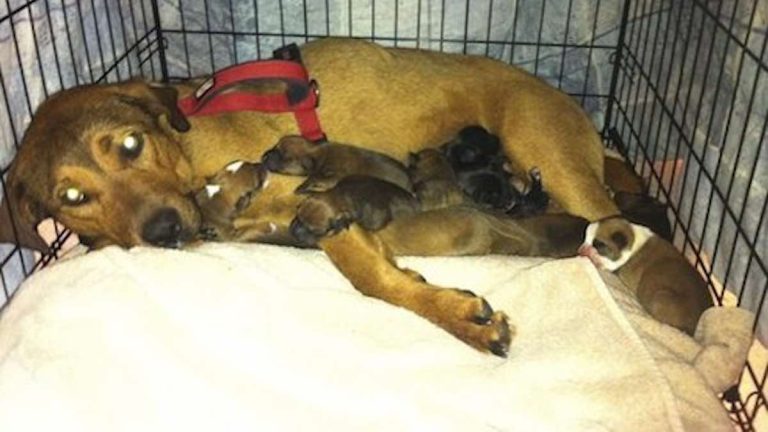 Man Gets Unexpected Surprise When He Rescues Dog a Day Away from Being Put Down at Shelter