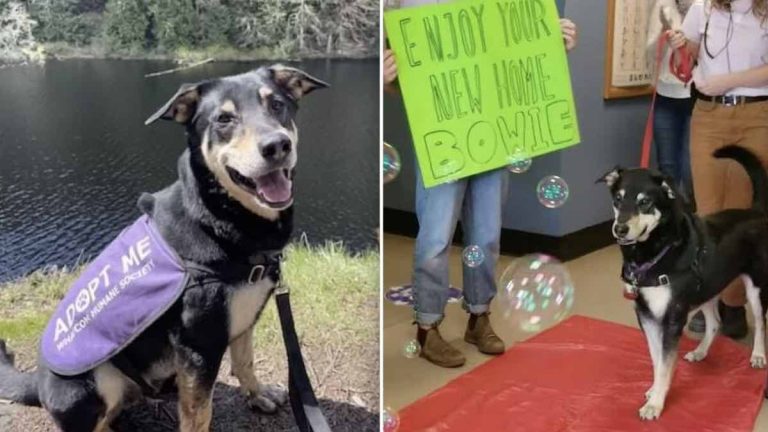 Longtime Shelter Dog Delighted To Walk Red Carpet To His New Mom