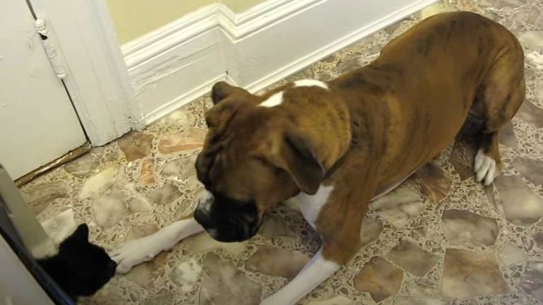 boxer meets kitten for first time